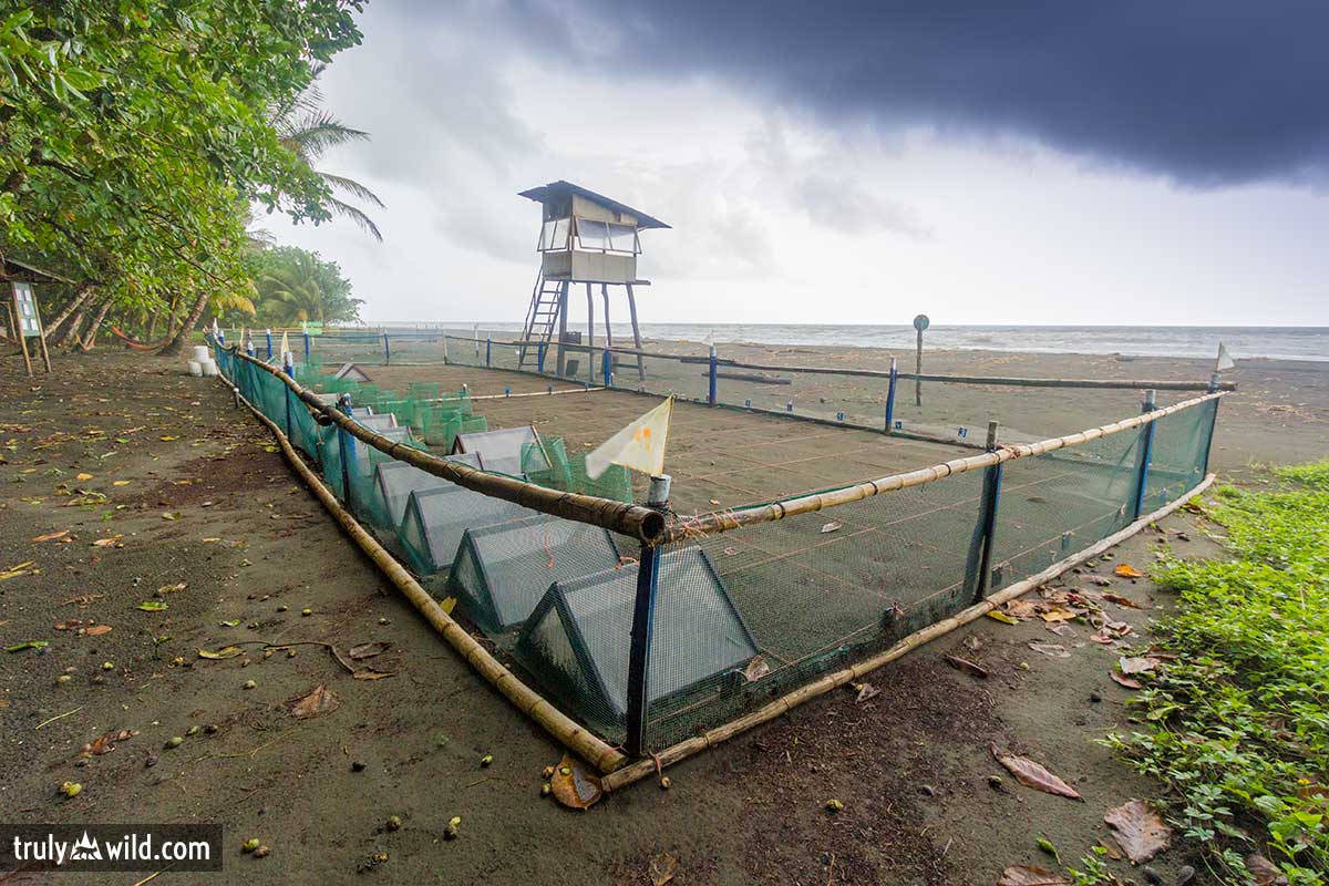 sea turtle hatchery