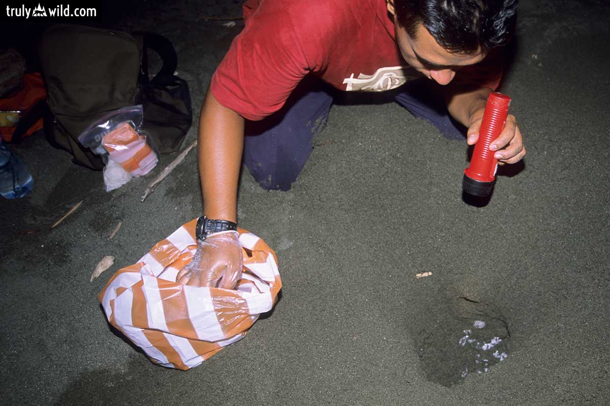 sea turtle nest excavation