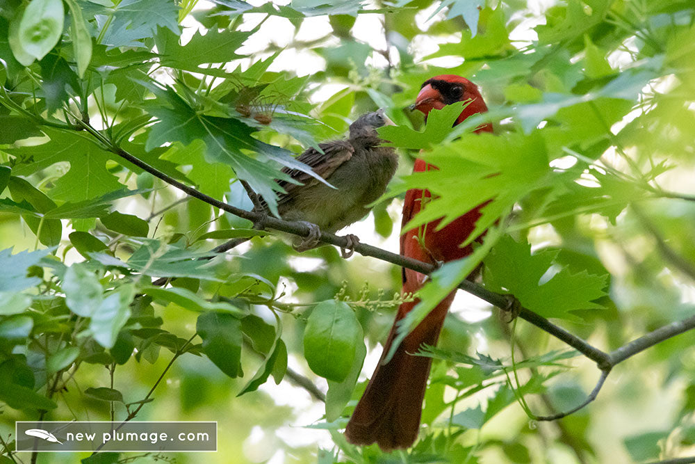 cardinal fledgling getting fed by adult