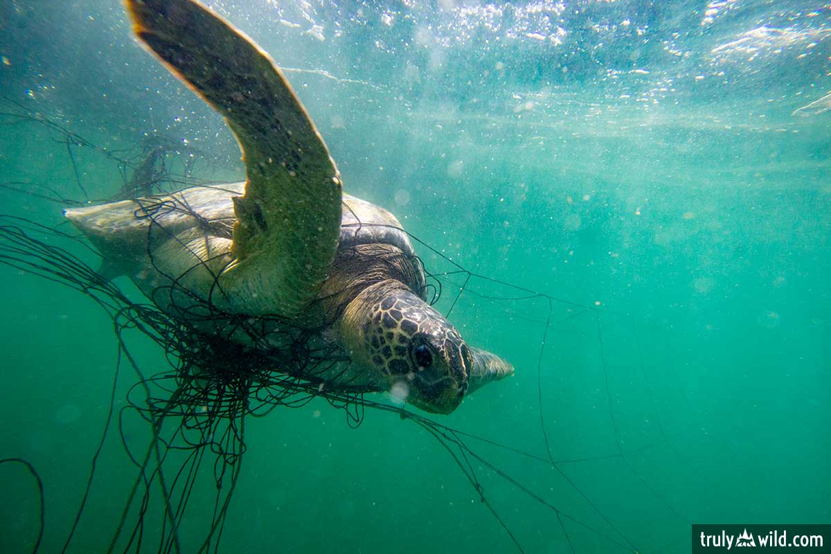 green sea turtle trapped in net