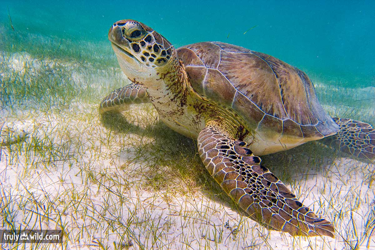 Green Sea Turtle shirt