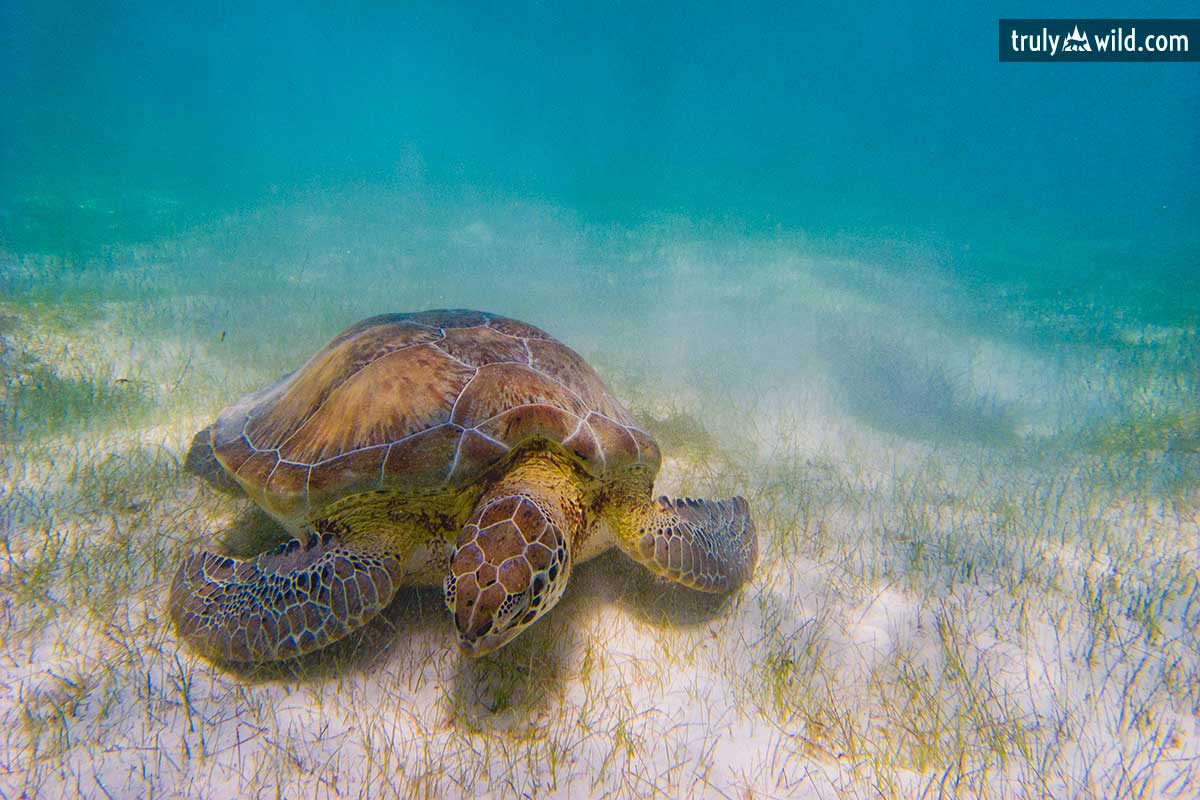 Green sea turtle eating sea grass