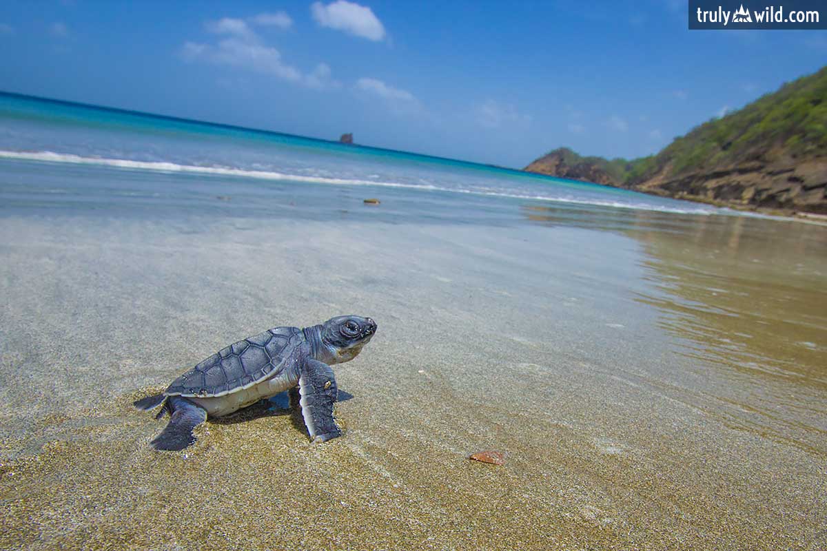 baby turtle heading to sea, Nicaragua