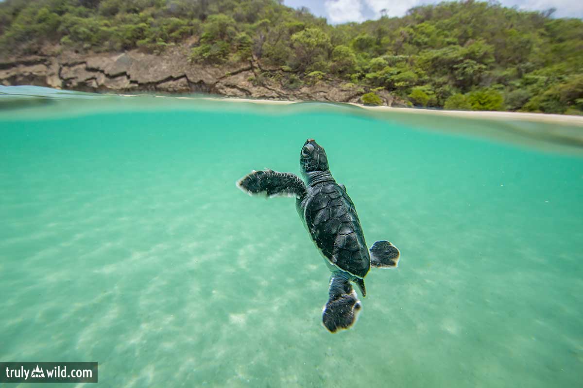 sea turtle hatchling