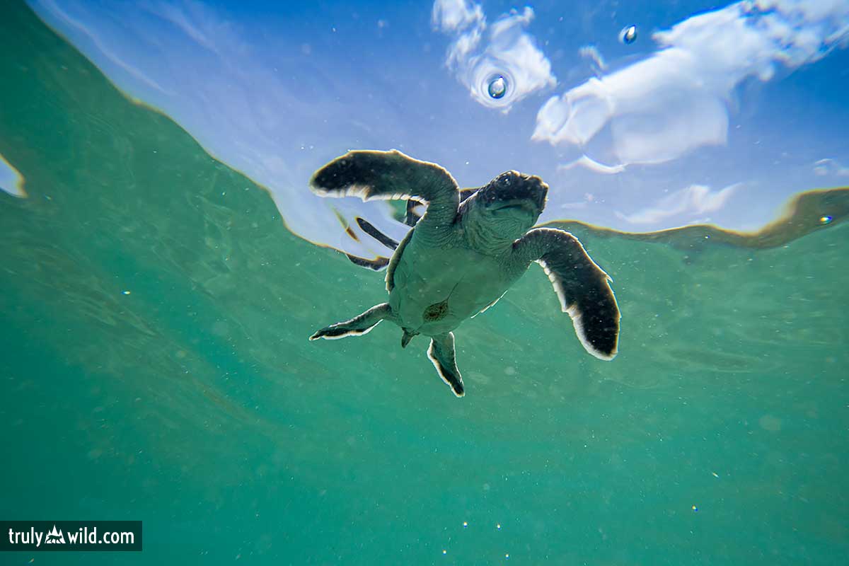 baby sea turtle picture