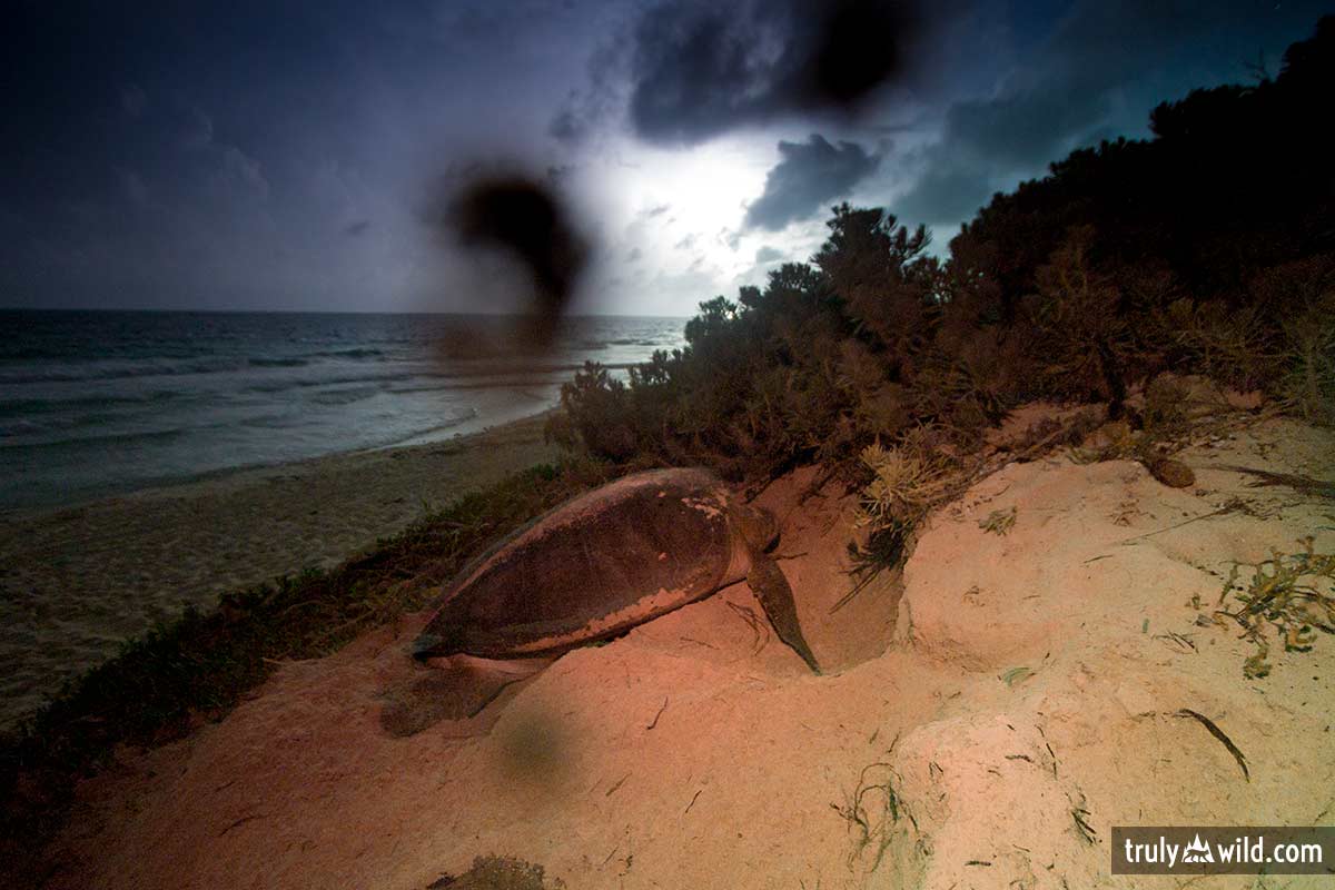 green turtle nesting