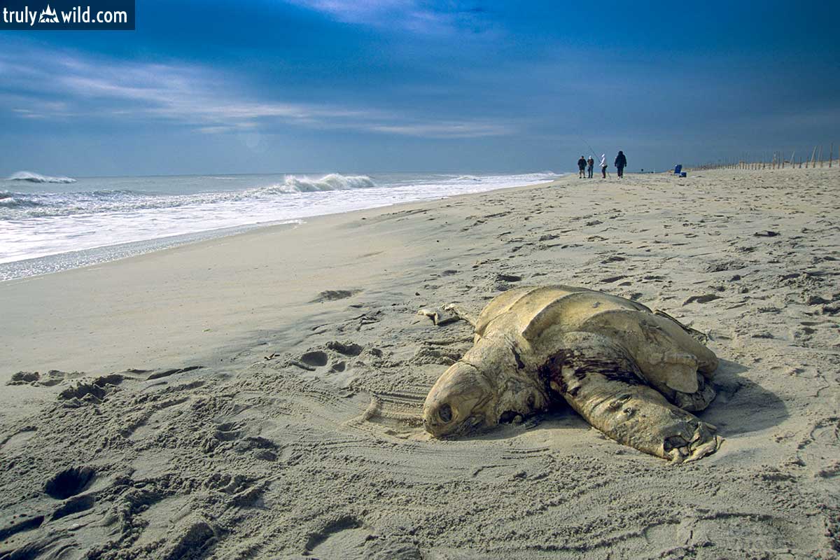 dead leatherback turtle on beach