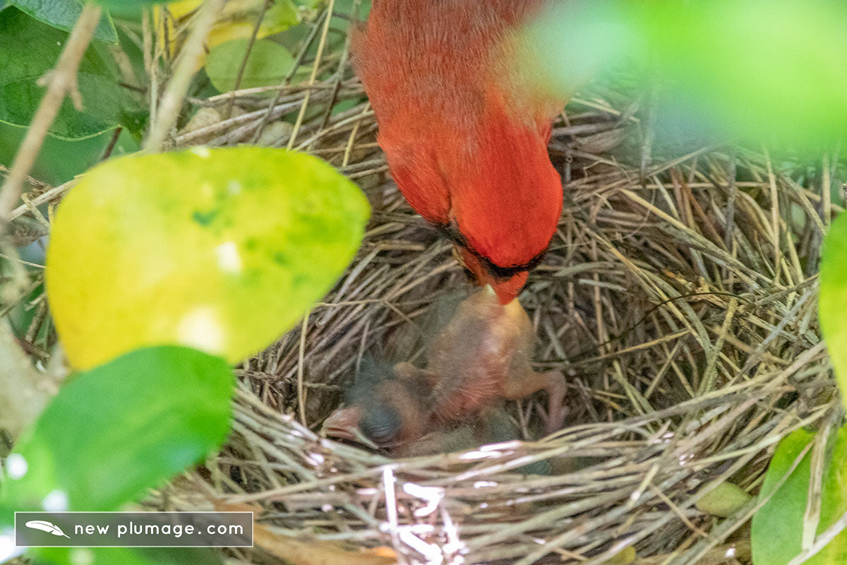 male cardinal eating fecal sac