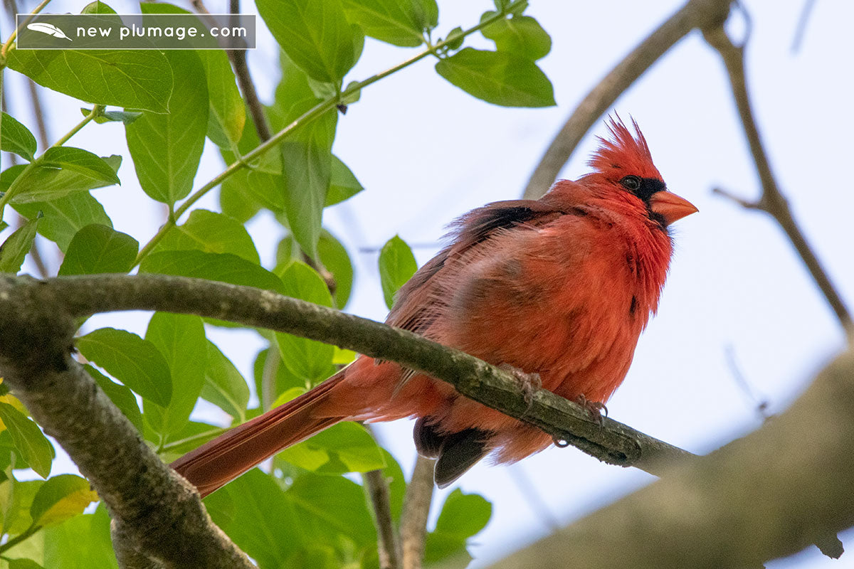 male cardinal