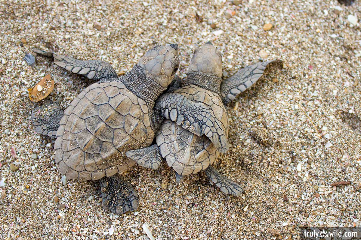 baby sea turtle pictures