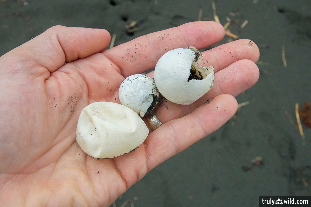 sea turtle eggs