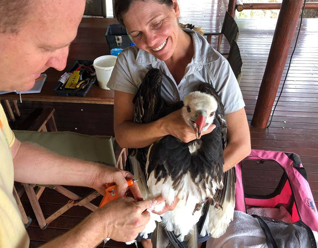 VulPro founder Kerri Wolter caring for a White-headed Vulture