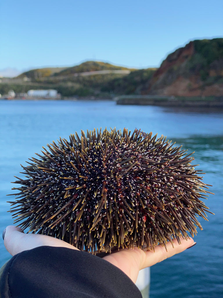 Chatham Island Food Co - Kina NZ