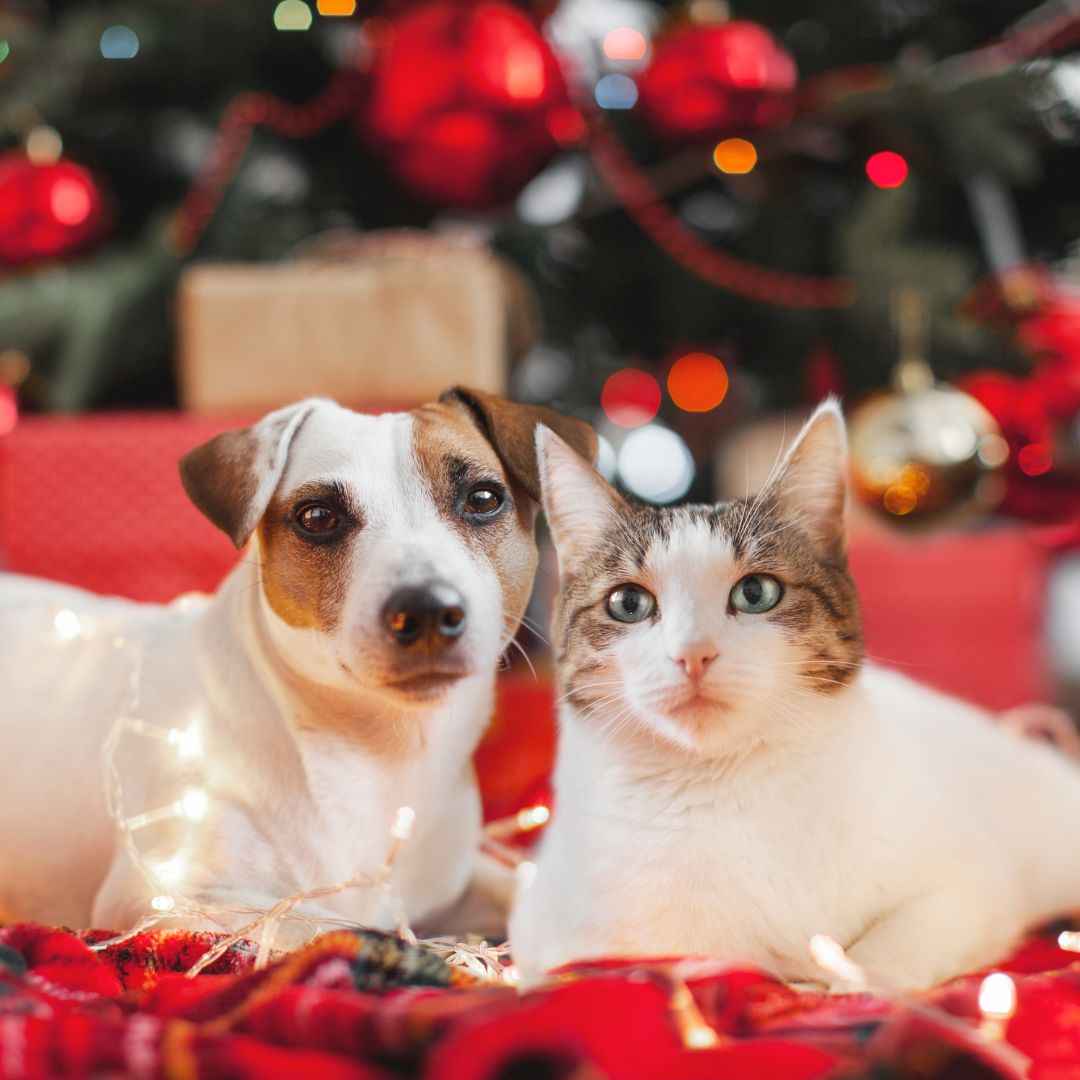 Dog and cat in christmas decoration - Best Christmas Animal Puns & Funny Holiday Puns - Boozy Fox