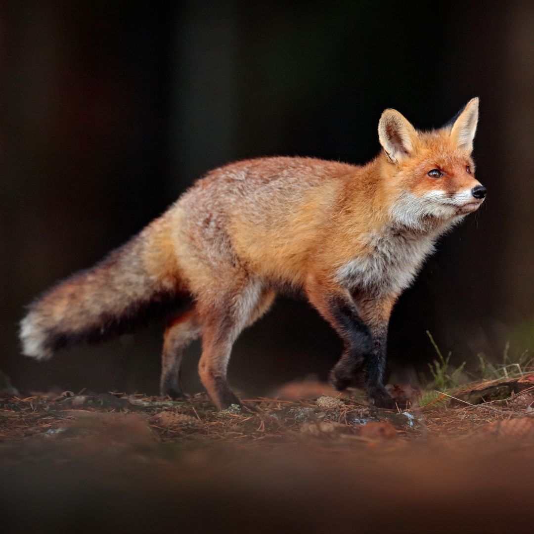 35 Fun Facts About Foxes - Interesting Fox Facts - Boozy Fox