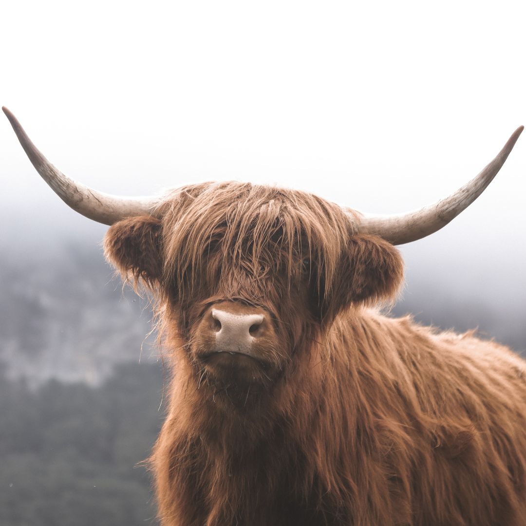 20 Fascinating Facts About The Highland Cow