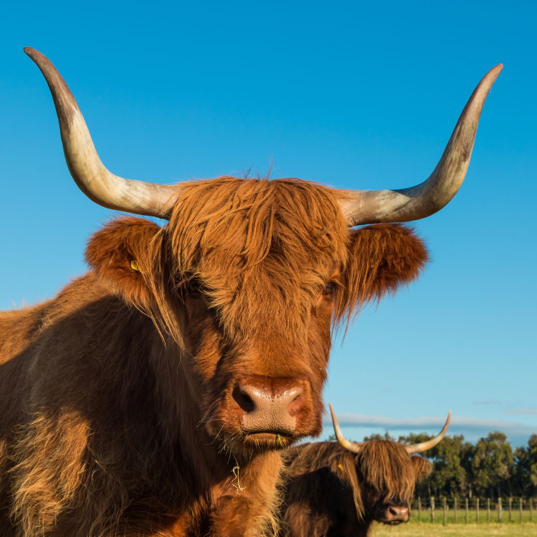 Scottish Highland Cows - Adorable Fluffy Long Haired Cow Facts!