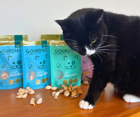 A black cat stands next to packs of Gourmate cat treats