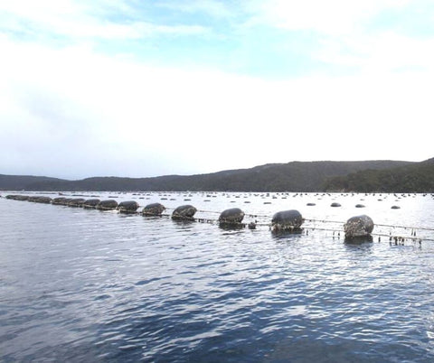 A green lipped mussel farm with buoys in the foreground and land in the background