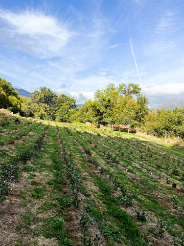 plantation de thé en France 