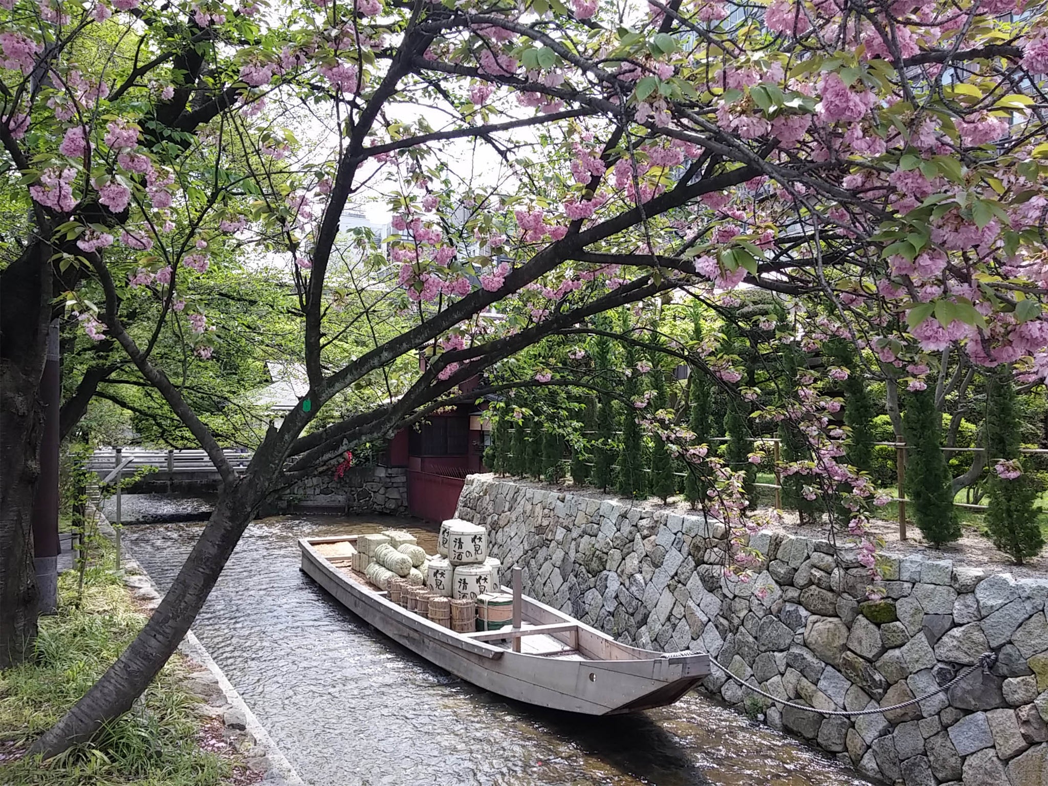 les cerisiers en fleurs à Kyoto