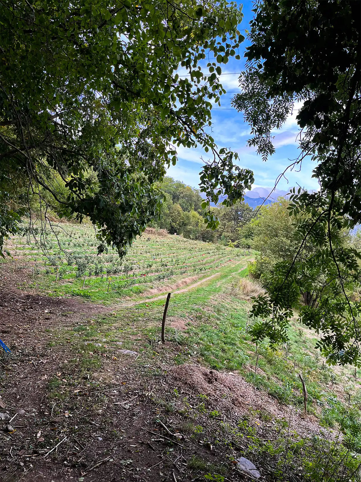 les terrasses de l'Arrieultat, le premier jardin de thé dans les Pyrénées