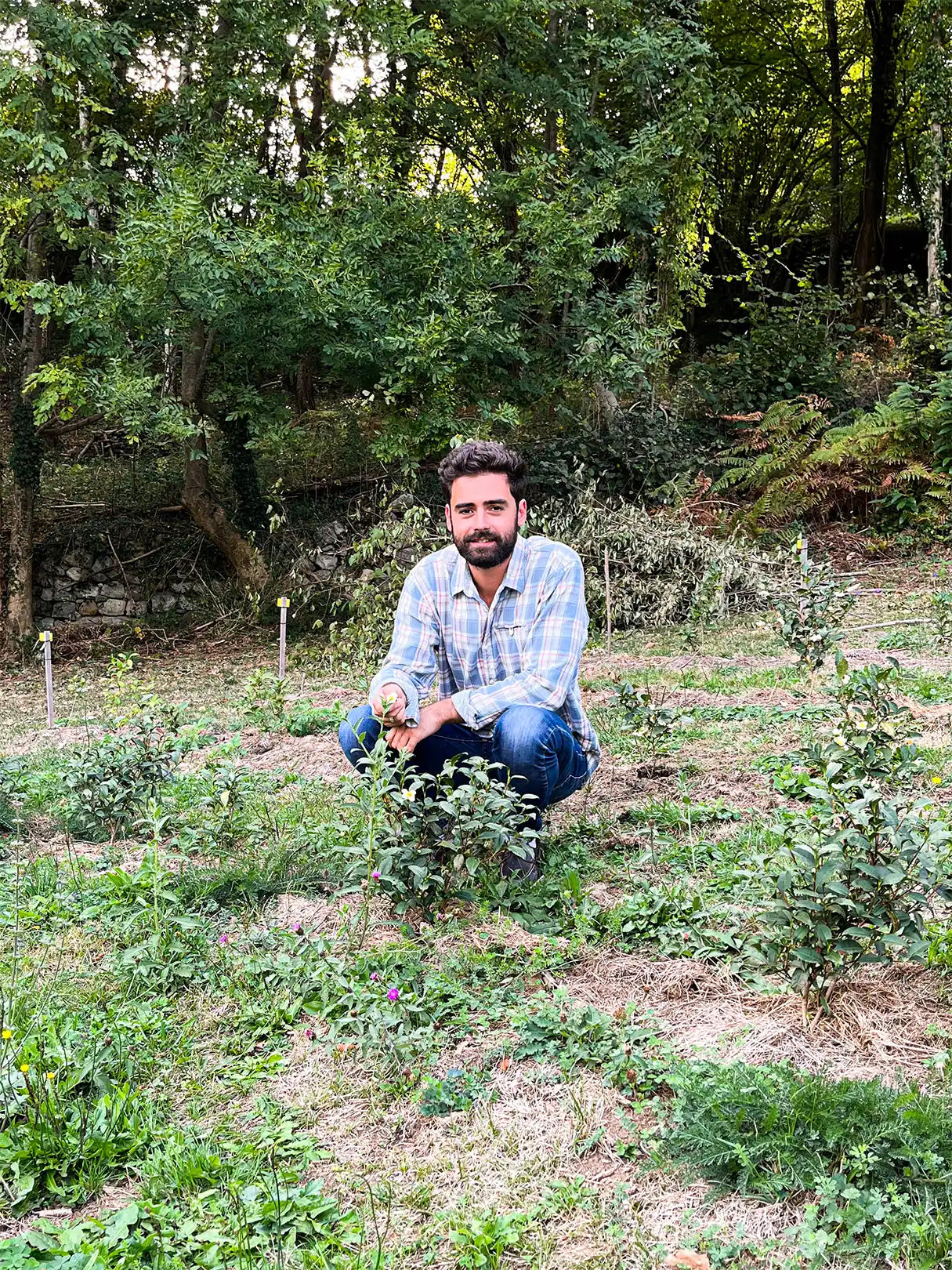 Lucas Ben-Moura dans sa plantation de thé dans les Pyrénées