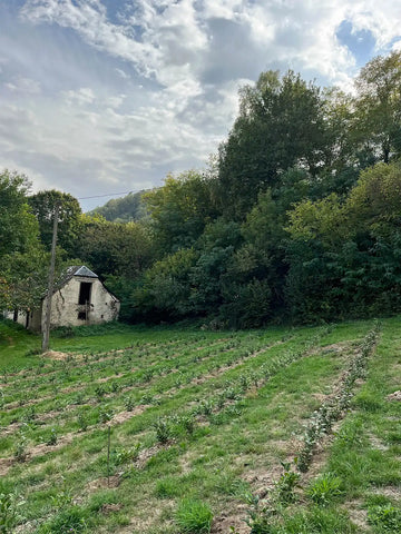 Jardin de thé en France, un planteur dans le Sud-Ouest