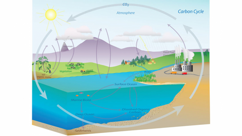 illustrated carbon cycle