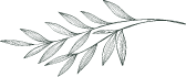 leaf-Image