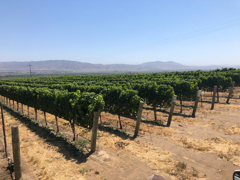 Tondre Grapefield