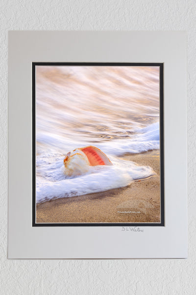 8 x 10 luster print in a 11 x 14 ivory and black double mat of Whelk shell in the surf at sunrise on an Outer Banks beach.