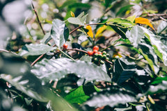 Tree with berries