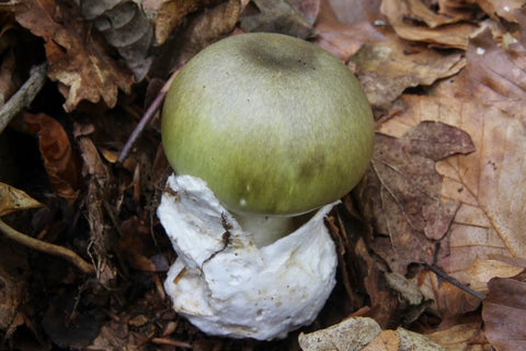 Amanita Faloides