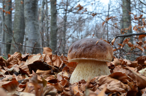 Boletus Edulis