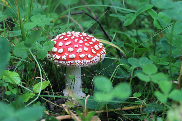 Amanita Muscaria