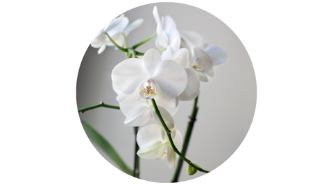 White Orchid | Transformed Fragrance by Lifetherapy