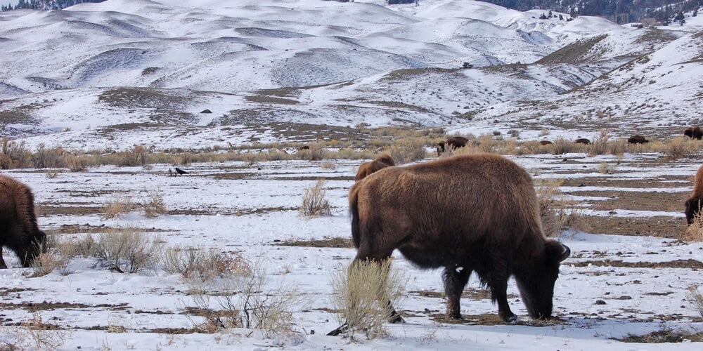 Yellowstone National Park