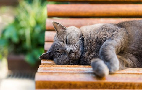 Keeping Cats Cool In Summer - Cat On Bench