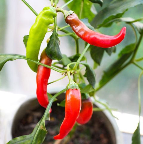 Red Chillies