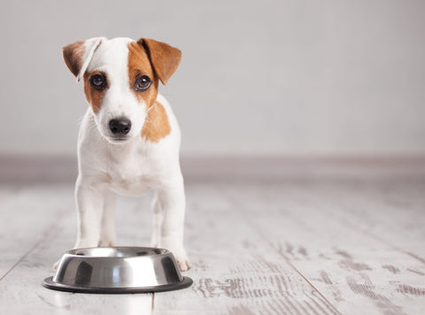 Dog Water Bowl