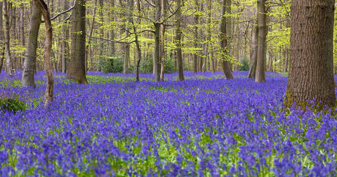 Bluebells