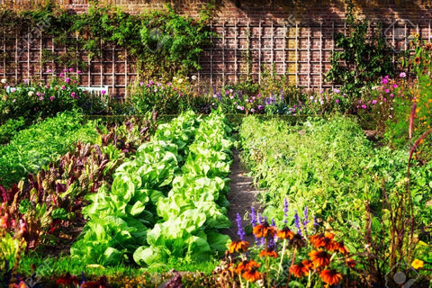 Vegetable garden