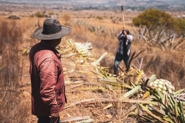 Francisco watches as his son, Jose Javier cuts maguey.
