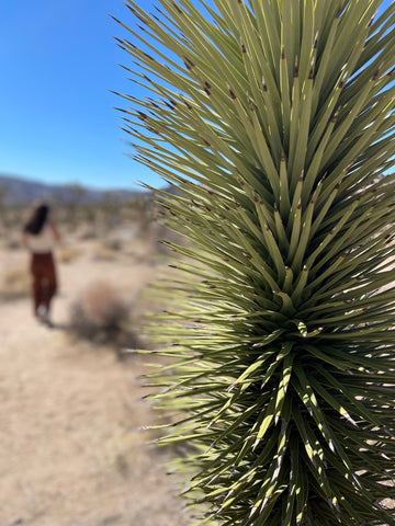 Edie Kahula Pereira_Everyday oil BTS_Joshua Tree_Abrielle in the distance