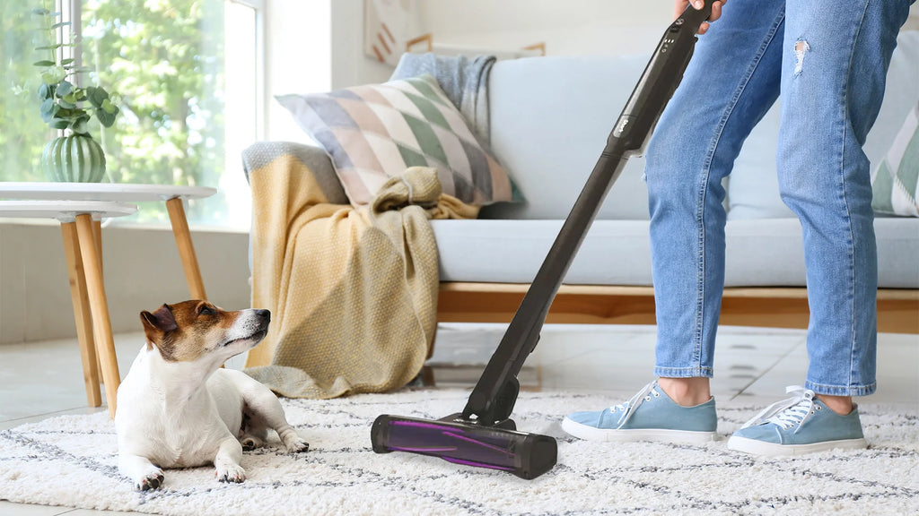 cleaning-time-with-a-jack-russel-terrier-with-shark-evo-vacuum