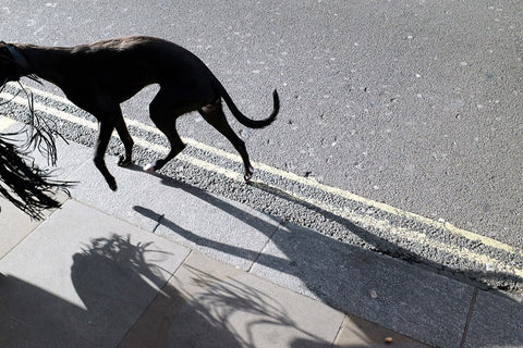 David Gibson Street Photographer