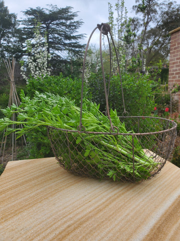 MARTHA'S VINEYARD Rounded French Style Wire Harvesting Basket Trug - Set of 3 Small, Medium, Large