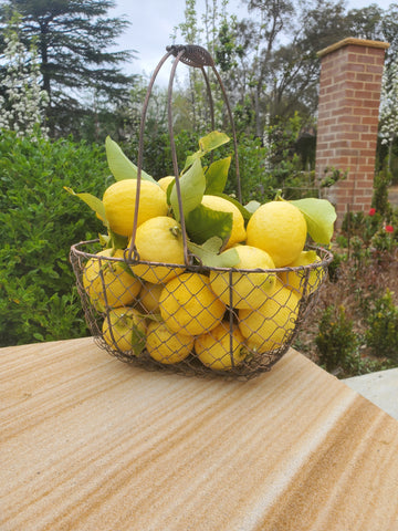 MARTHA'S VINEYARD Rounded French Style Wire Harvesting Basket Trug - Set of 3 Small, Medium, Large