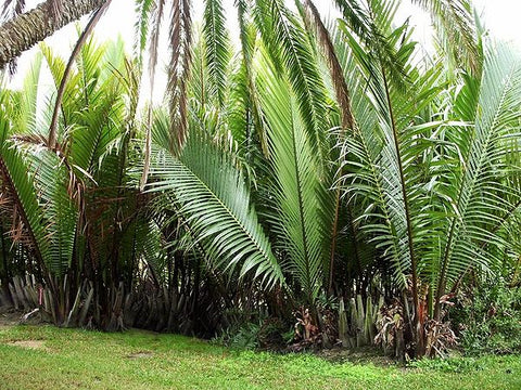 Raphia farinifera - Palmpedia - Raffia-Palm-Nutscene-Raffia